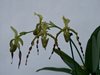 Paphiopedilum parishii 